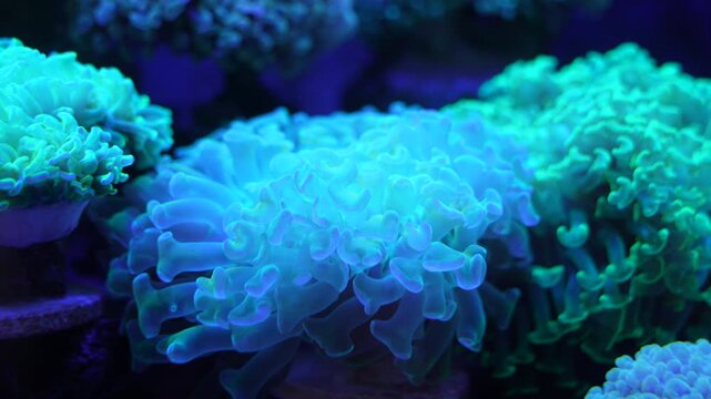 feeler of actinia or sea anemone in sea with coral Reef in Sunlightmarine aquarium.