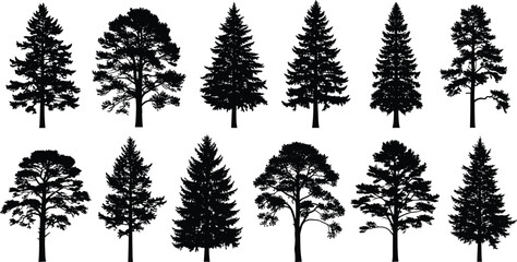 Set of realistic coniferous and evergreen tree silhouettes featuring various pine spruce and fir species for forest landscape nature design © Hasina