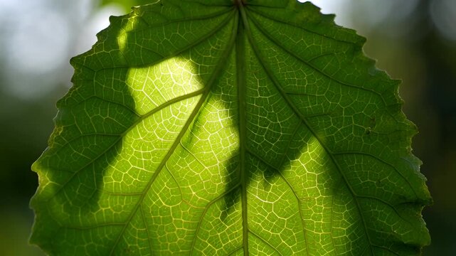Translucent green leaf with intricate veins and dappled sunlight illuminating its surface