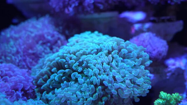feeler of actinia or sea anemone in sea with coral Reef in Sunlightmarine aquarium.