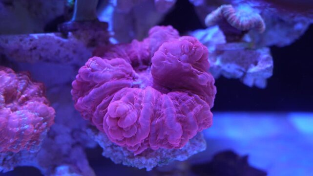 feeler of actinia or sea anemone in sea with coral Reef in Sunlightmarine aquarium.