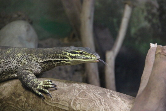 A Argus monitor at a local zoo