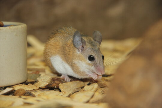 A Cairo Spiny mouse at a local zoo