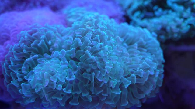 feeler of actinia or sea anemone in sea with coral Reef in Sunlightmarine aquarium.