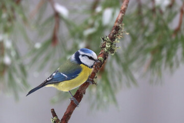 Eurasian blue tit