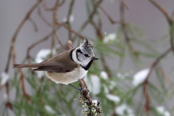 Crested tit