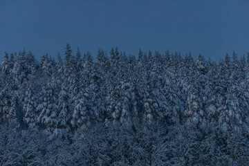 Pine snow forest at dusk