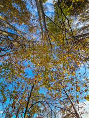 Fototapeta premium Bosco autunnale con cielo azzurro.
