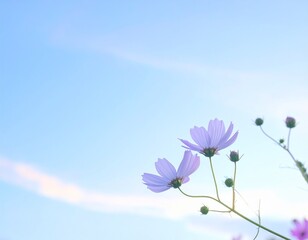 Two delicate purple cosmos flowers bloom against a soft blue sky with wispy clouds, evoking serenity and peace.