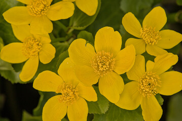 Obraz premium Closeup of bright yellow marsh marigold flowers in the swamp - Caltha palustris. 