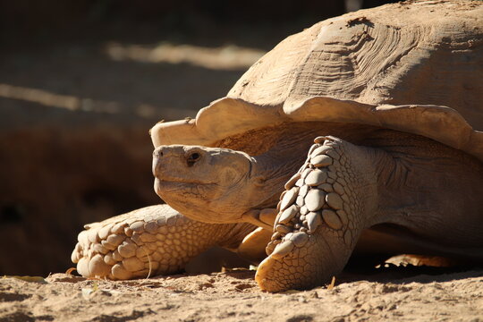 An African spurred tortoise at a local zoo