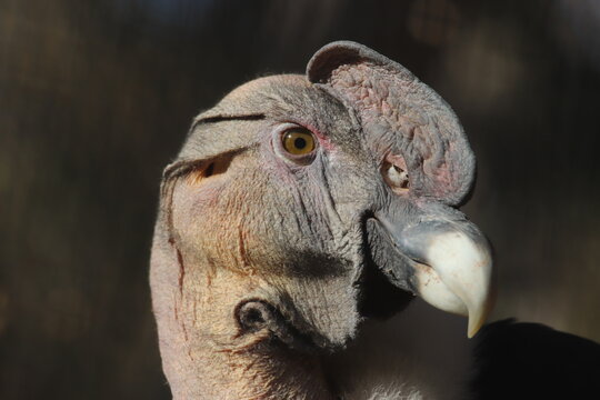 An Andean condor at a local zoo