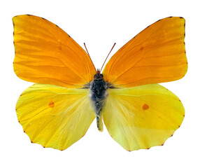 A butterfly of the species Gonepteryx cleopatra is resting with its wings spread wide. The colors are bright orange and yellow. The setting is plain with no other features in view. © catocala