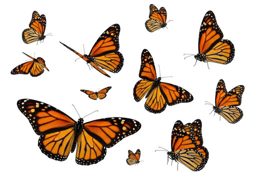 A group of colorful monarch butterflies flying together isolated on transparent background