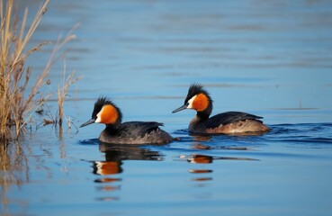 Obraz premium Two horned grebes swim on blue water with reflections. Birds show black crests orange cheek patches. Dry reeds grow on lake edge. Wildlife scene shows mating pair.