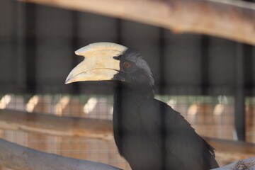 A black hornbill at a local zoo © Matt