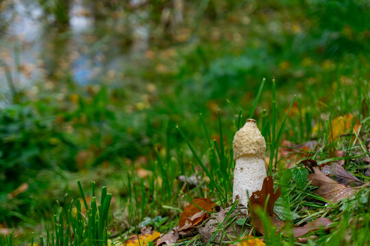 Common stinkhorn fungus Phallus impudicus growing among green grass and autumn leaves, close-up of the unique mushroom with white porous stalk and olive-brown cap in forest.