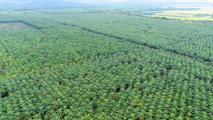 Vast palm oil plantation extending across the landscape, showing industrial agriculture and tropical deforestation in a global economy © DMegias