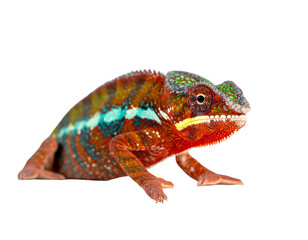 Colorful chameleon perched showcasing vibrant scales and intricate details against white backdrop.