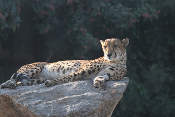 Fototapeta premium A cheetah at a local zoo
