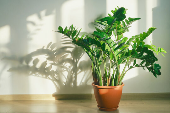 Zz plant in pot standing on wooden floor with sunlit shadow patterns