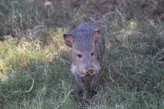 A Collared Peccary at a local zoo