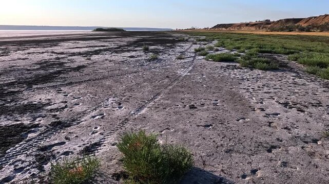 Kuyalnik Estuary in Odesa Region, dry shore with glasswort plants Salicornia europaea
