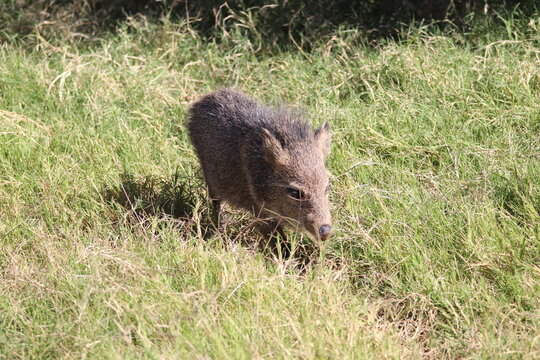 A Collared Peccary at a local zoo