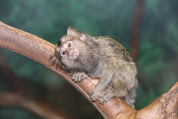 Fototapeta premium A common marmoset at a local zoo