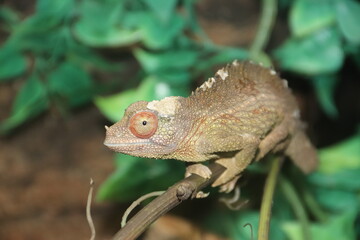 A Jackson's chameleon at a local zoo © Matt