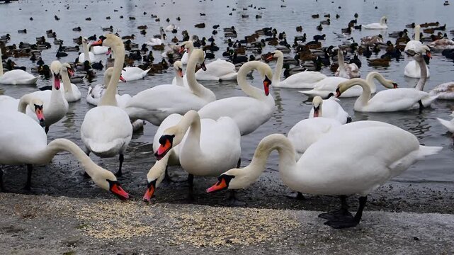 Wintering wild birds, including swans (Cygnus spp.), mallards (Anas platyrhynchos), and Eurasian coots (Fulica atra), feeding along the shoreline of a seasonally dry Black Sea estuary