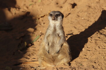 Fototapeta premium A meerkat at a local zoo