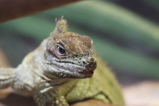 A Philippine sailfin lizard at a local zoo