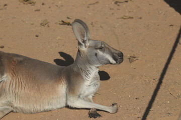 A Red kangaroo at a local zoo © Matt