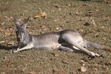 A Red kangaroo at a local zoo © Matt