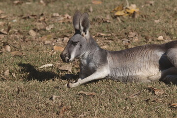 A Red kangaroo at a local zoo © Matt