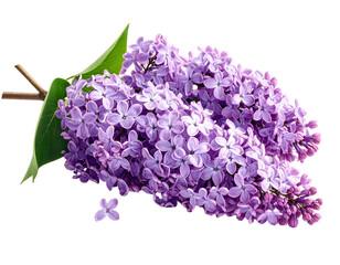 Close-up view of a vibrant lilac flower cluster isolated.