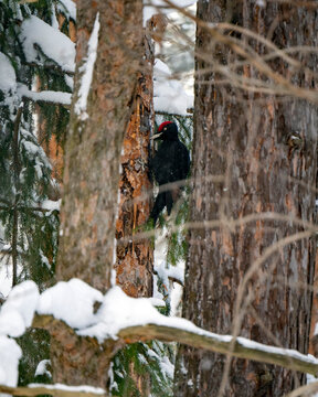 A black woodpecker sits on a tree trunk in a winter forest. There is snow on the tree branches.