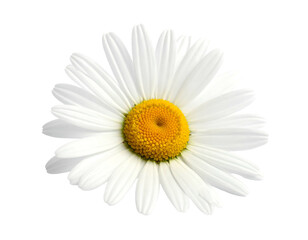 Close-up of a beautiful daisy flower with white petals and yellow center.
