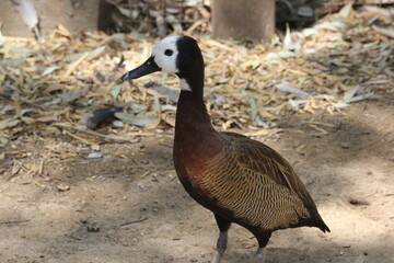 A white-faced whistling duck at a local zoo