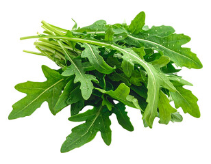 Fresh green arugula leaves healthy and organic ready to eat.