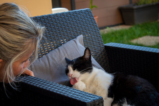 Gatto che si lecca la zampa e fa una linguaccia ad una persona