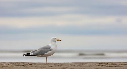 Obraz premium Seagull standing on one leg on a sandy beach with the ocean in the background under a cloudy sky.