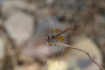 Dragonfly