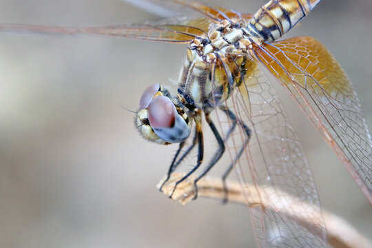 Dragonfly
