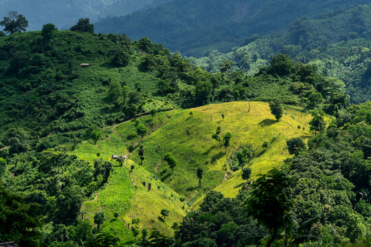 Scenic view of Jhum cultivation on the green hills of Bandarban, Bangladesh. Lush Green Mountain Landscape with Cultivated Slopes. Vibrant Green Terraced Hills and Forested Mountains Landscape