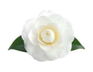 Elegant white camellia flower with green leaves isolated on white background.