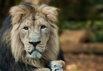Male lion look alert laying down with a magnificent mane