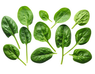 Fresh green spinach leaves isolated on a white background.