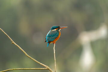 Fototapeta premium kingfisher on branch